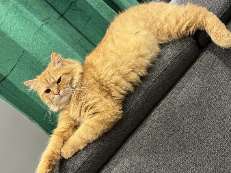 Zaginął kotek Rudy