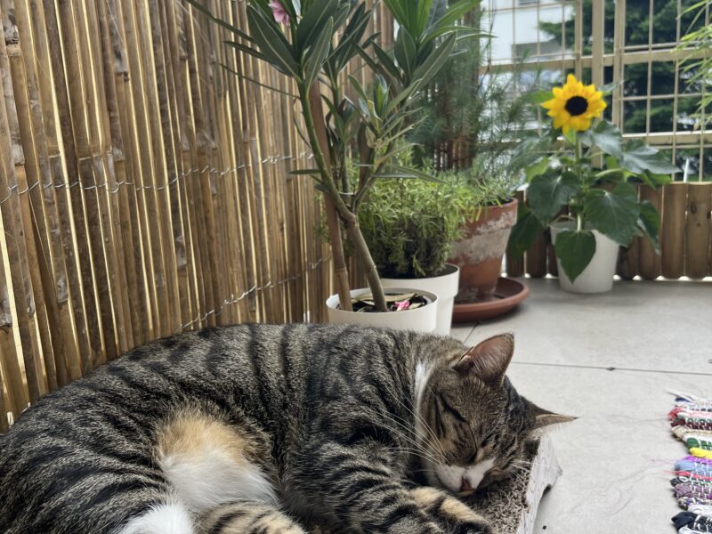 Zaginęła kotka Złotko