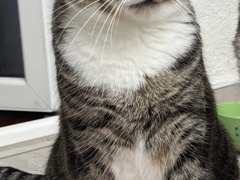 Zaginęła kotka Złotko