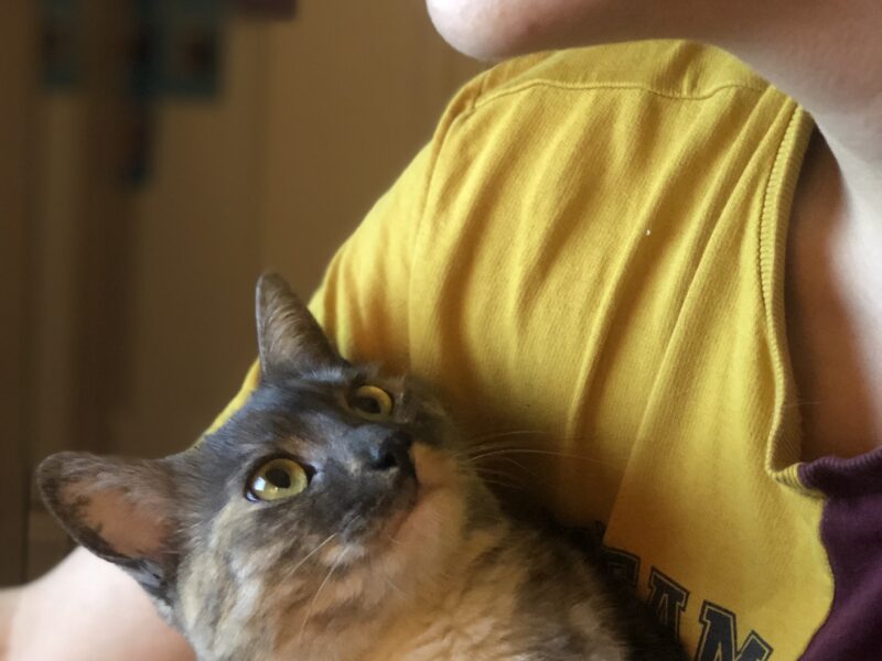 Zaginęła kotka Lunka