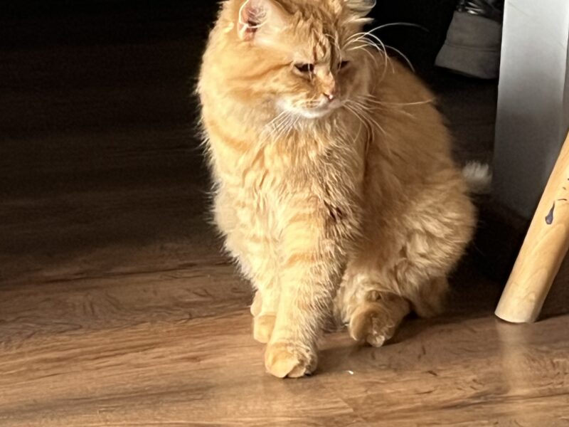 Zaginął kotek Rudy