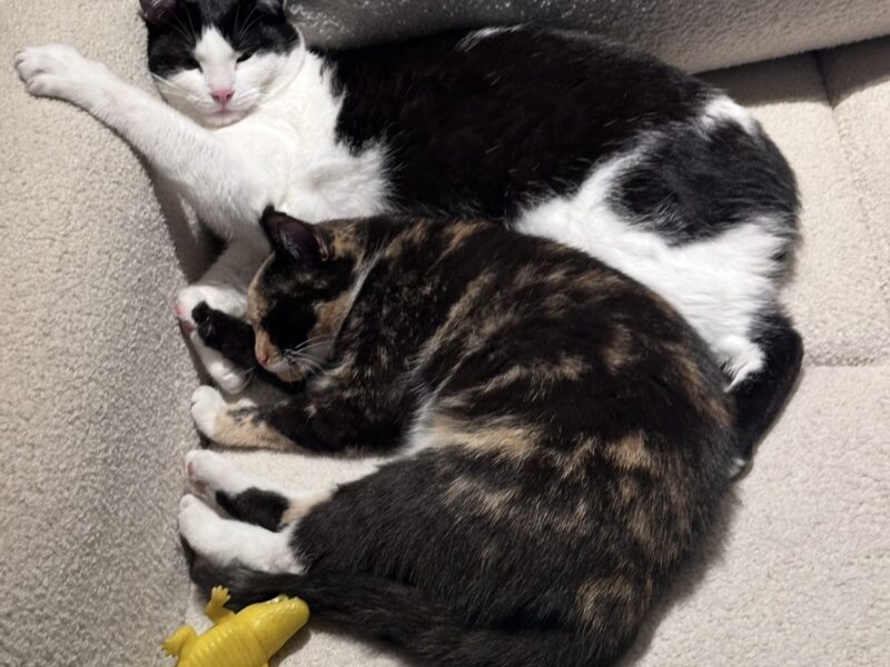 Zaginęła kotka trikolorka w Kluczborku jest po operacji