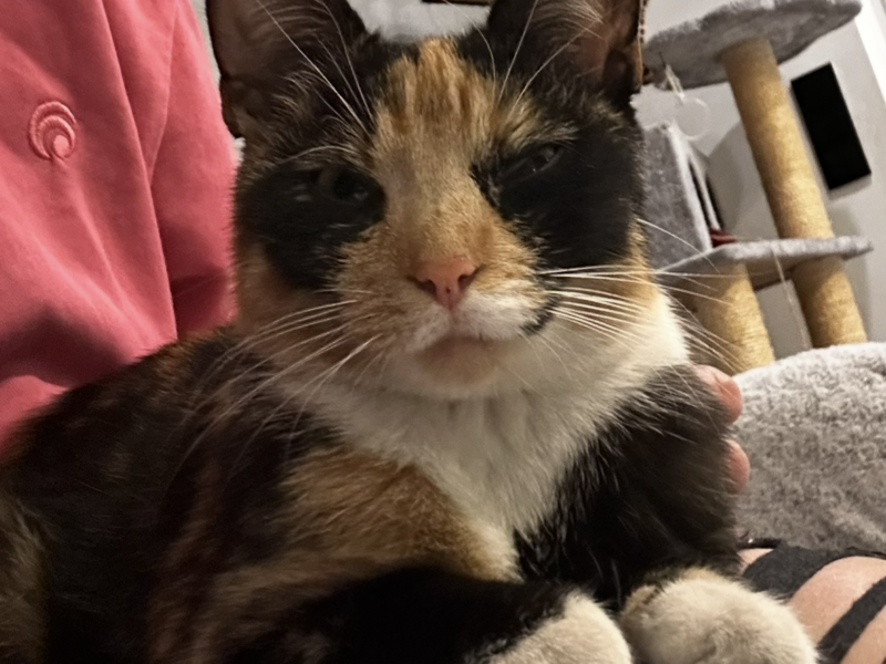 Zaginęła kotka trikolorka w Kluczborku jest po operacji
