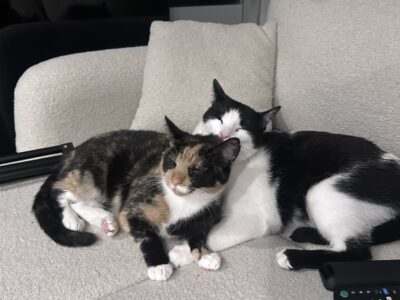 Zaginęła kotka trikolorka w Kluczborku jest po operacji