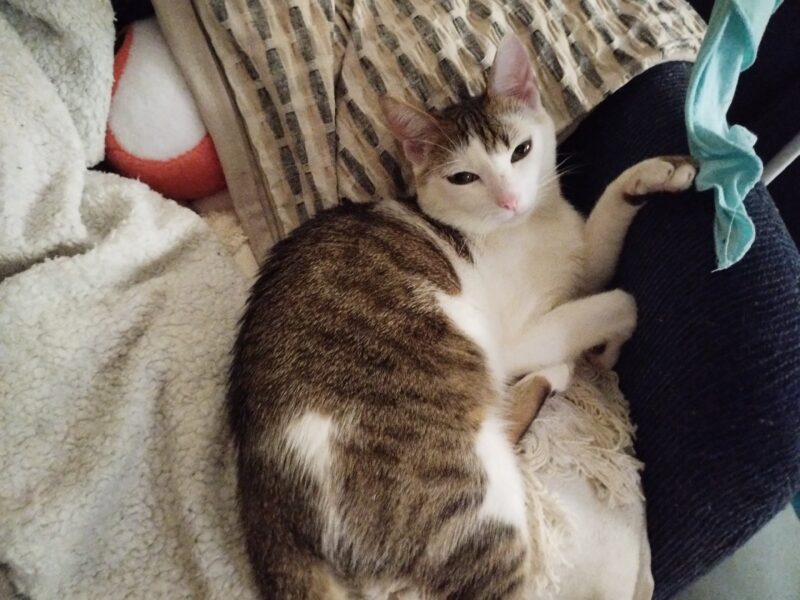 Zaginął kotek Baksik (łódź Teofilów)