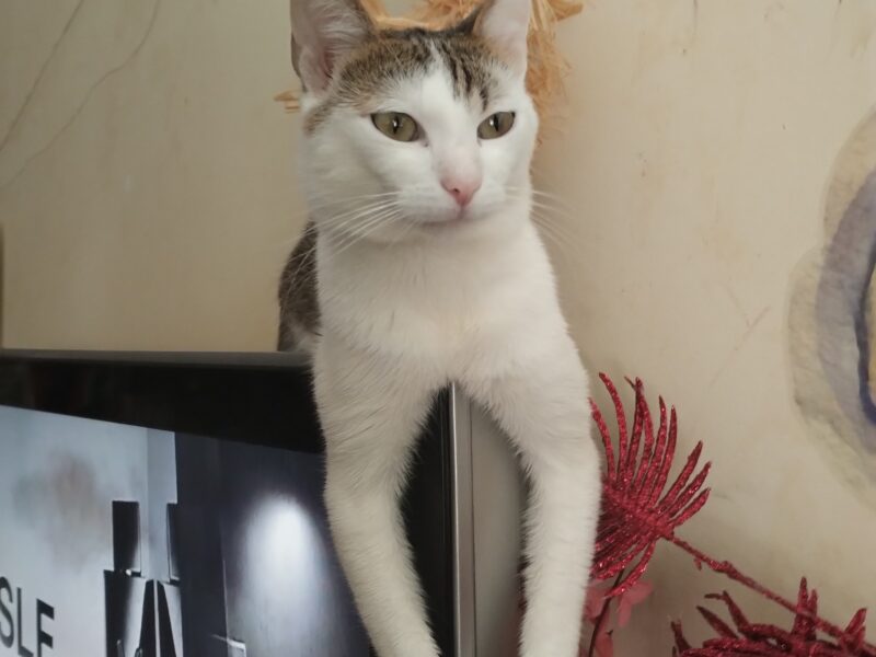 Zaginął kotek Baksik (łódź Teofilów)