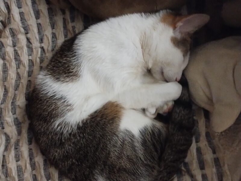 Zaginął kotek Baksik (łódź Teofilów)