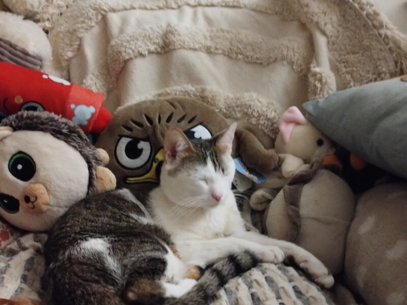 Zaginął kotek Baksik (łódź Teofilów)