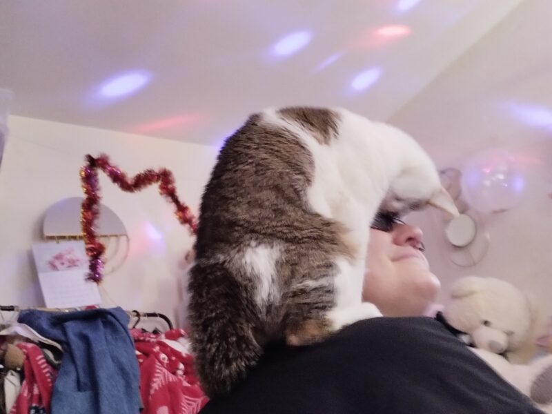 Zaginął kotek Baksik (łódź Teofilów)