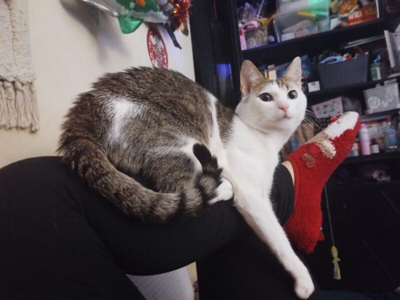 Zaginął kotek Baksik (łódź Teofilów)