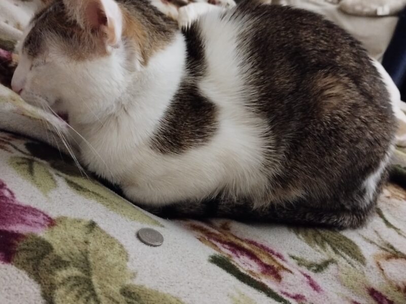 Zaginął kotek Baksik (łódź Teofilów)