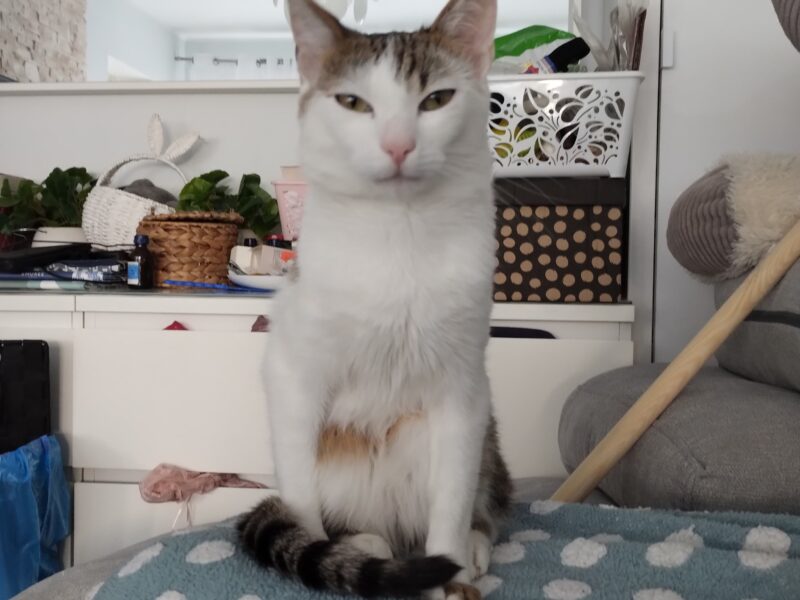 Zaginął kotek Baksik (łódź Teofilów)