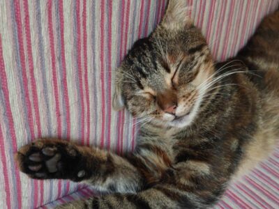 Zaginęła kotka Pixi Zgorzelec