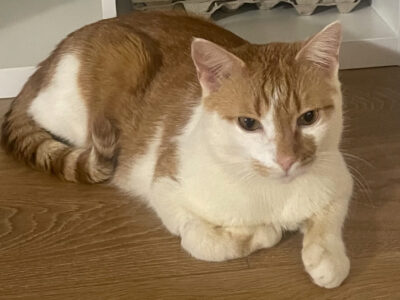 Zaginął Kotek Kamyk