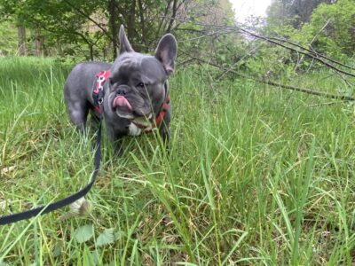 Zaginął pies Bentley