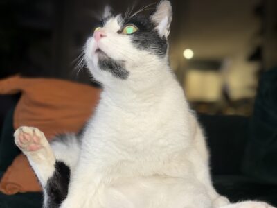 Zaginął 6 letni kotek