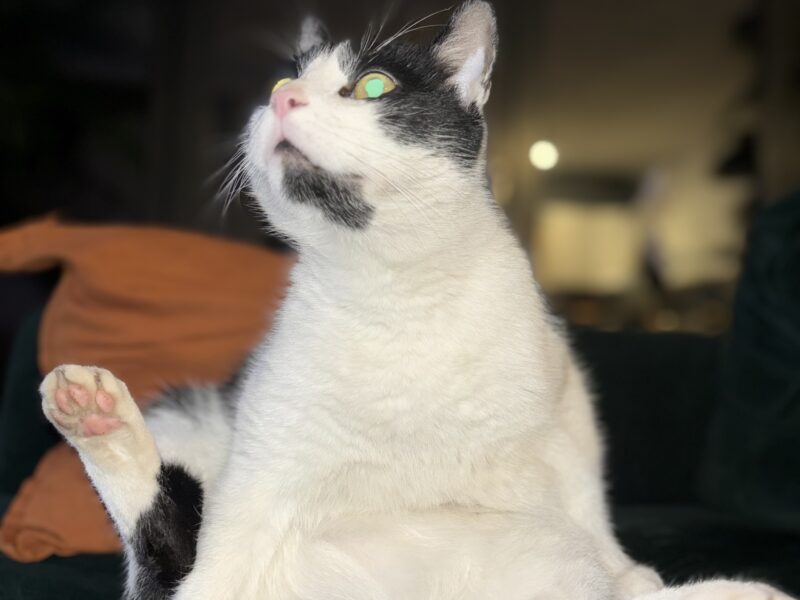 Zaginął 6 letni kotek