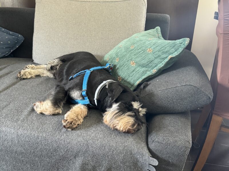 Zaginął przyjaciel rodziny piesek Lido