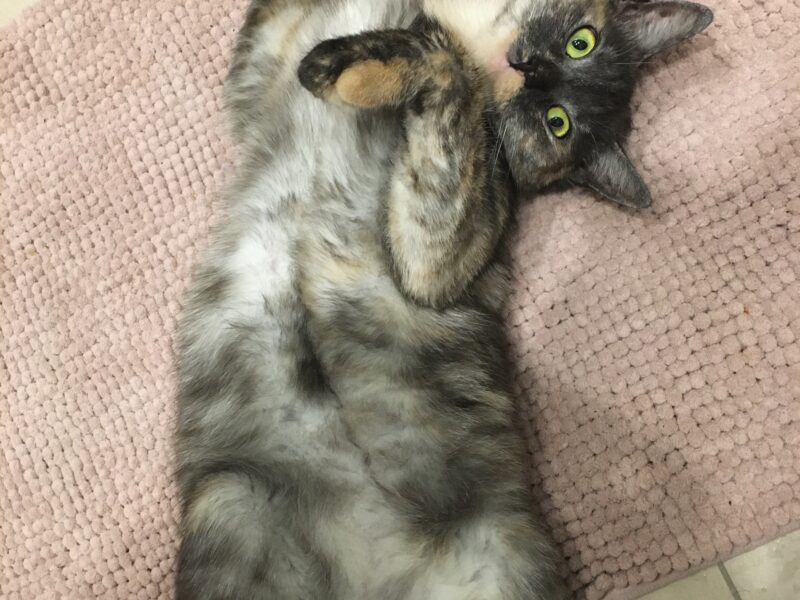 Zaginęła kotka Lunka