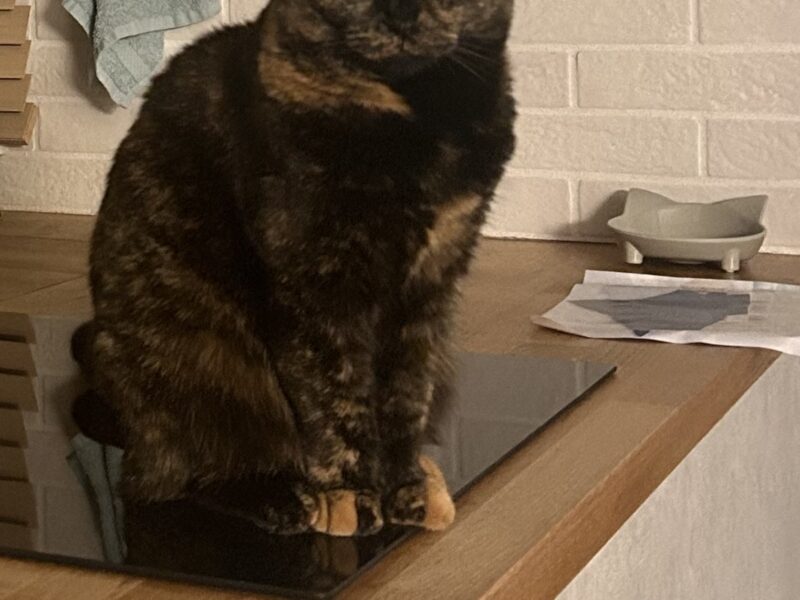 Zaginęła kotka Józefosław