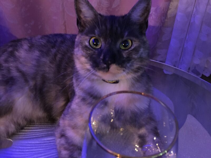 Zaginęła kotka Lunka