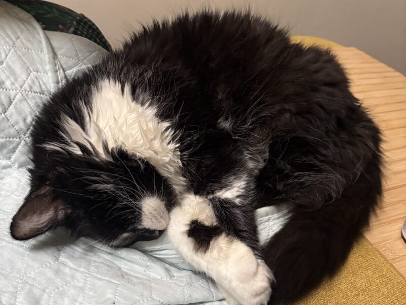 Zaginął dojrzały kot Wąsik