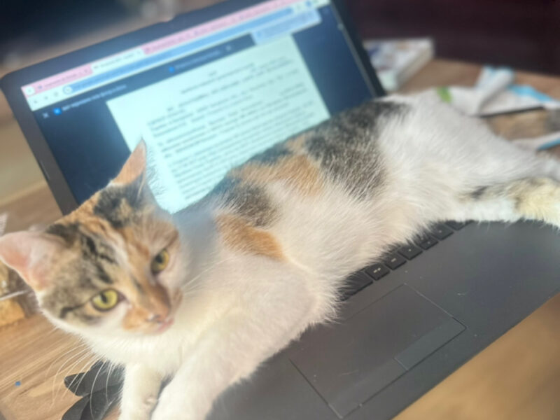 Zaginęła kotka Kraków