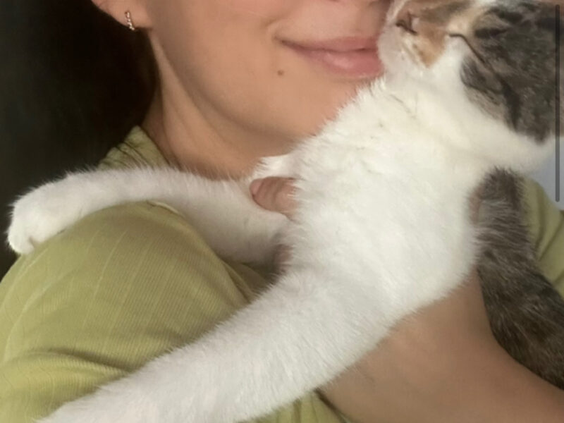 Zaginęła kotka Kraków