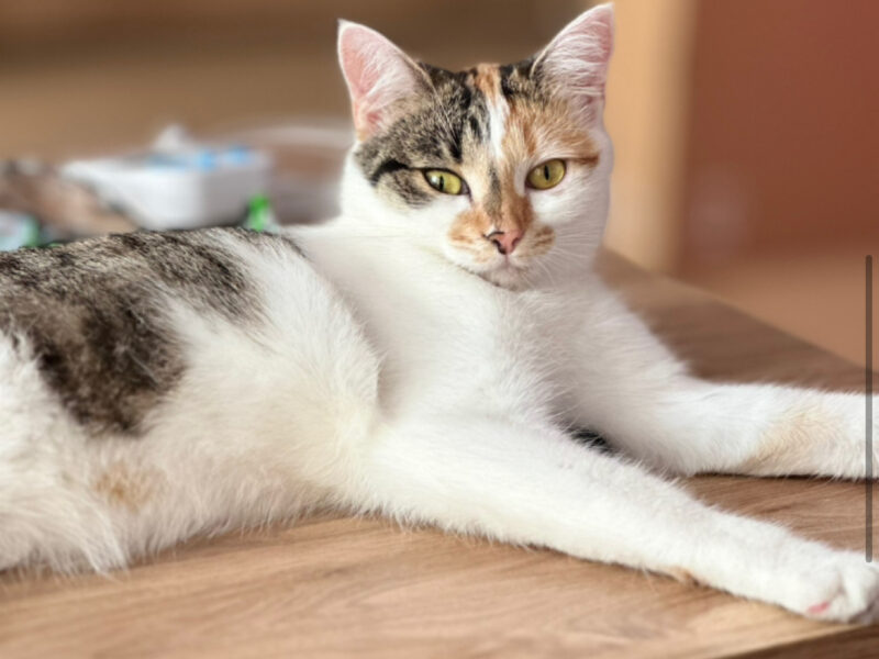 Zaginęła kotka Kraków