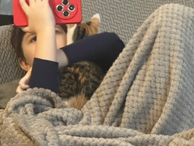 Zaginęła kotka Kraków