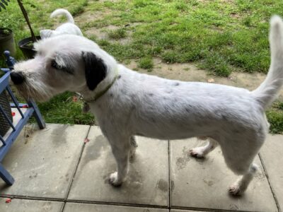 Zaginął Parson Russell Terrier