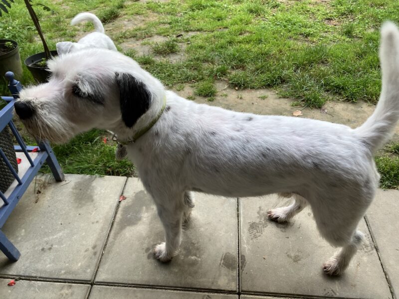 Zaginął Parson Russell Terrier