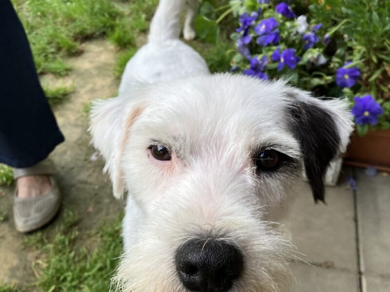 Zaginął Parson Russell Terrier