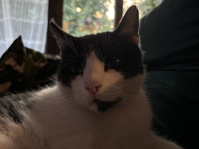 Zaginął 6 letni kotek