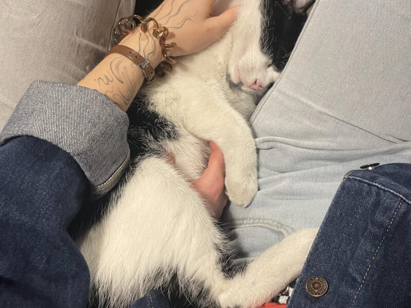 Zaginął 6 letni kotek