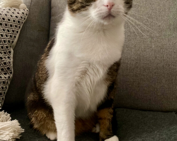 Zaginęła Kotka Bella