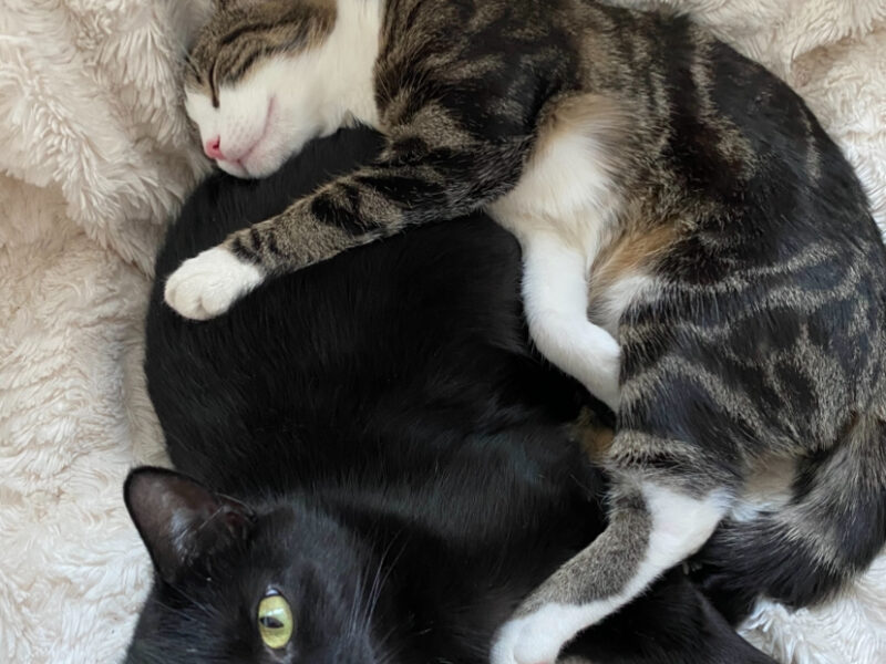 Zaginęła Kotka Bella