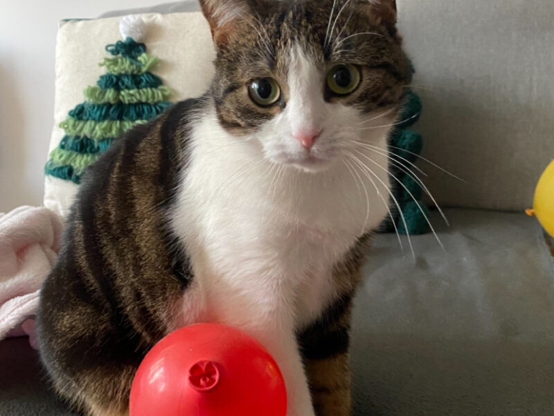 Zaginęła Kotka Bella