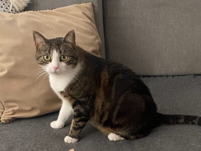 Zaginęła Kotka Bella