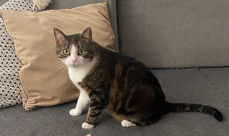 Zaginęła Kotka Bella