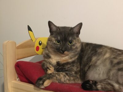 Zaginęła kotka Lunka