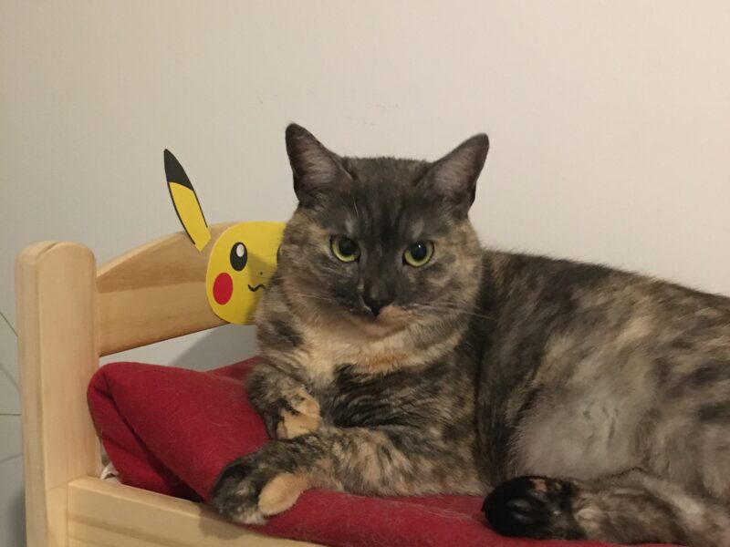 Zaginęła kotka Lunka