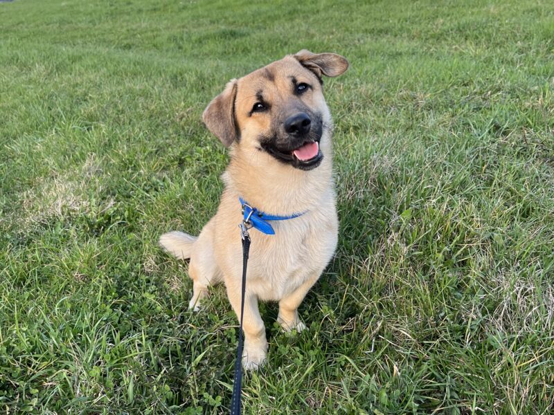 Zaginął pies Bingo