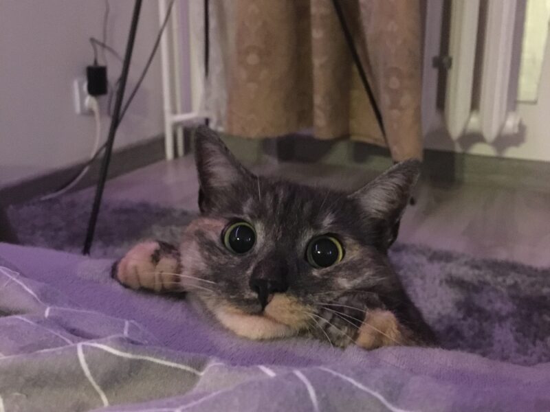 Zaginęła kotka Lunka