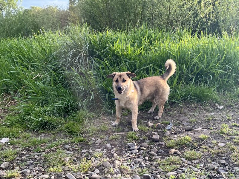 Zaginął pies Bingo
