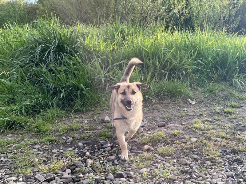 Zaginął pies Bingo