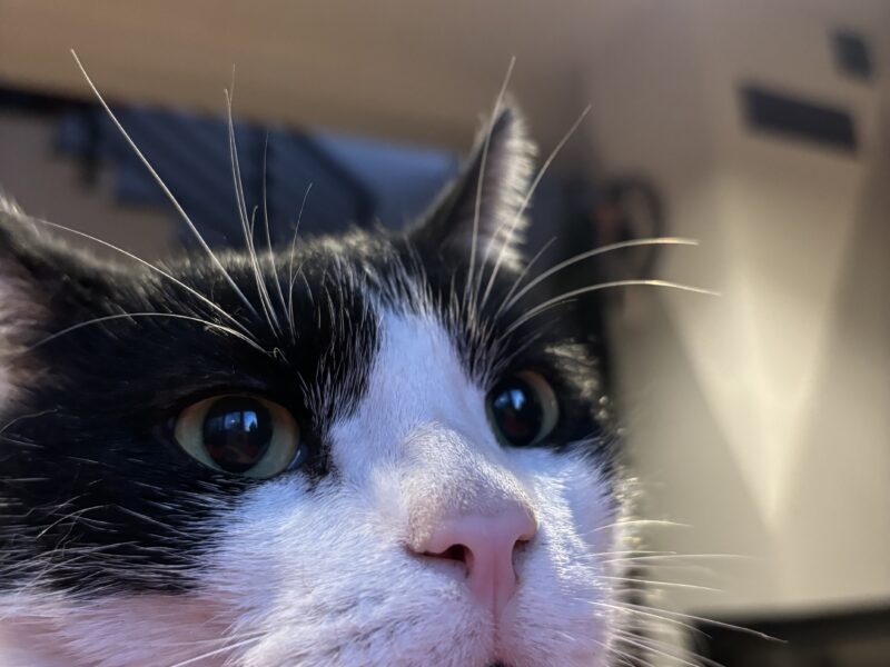 Zaginął 6 letni kotek