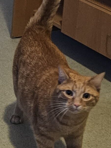 ZAGINĄŁ RUDY KOCUR LUCEK