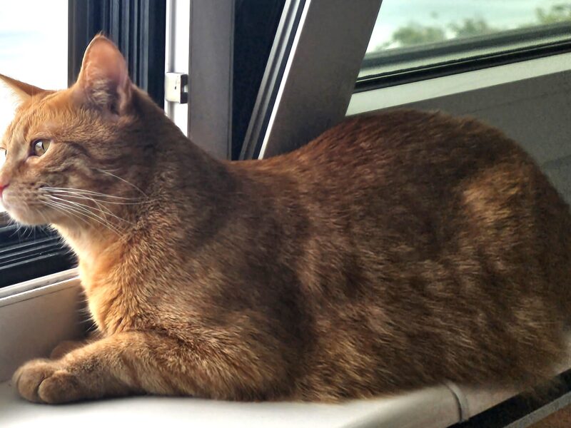 ZAGINĄŁ RUDY KOCUR LUCEK