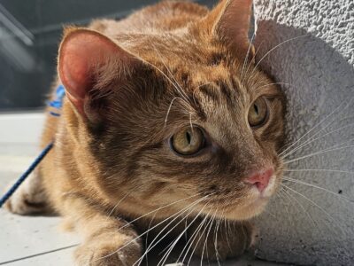 ZAGINĄŁ RUDY KOCUR LUCEK